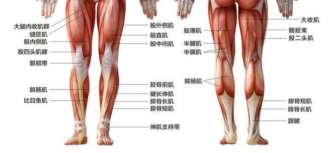 跑步常练腿一定不后悔！(图2)