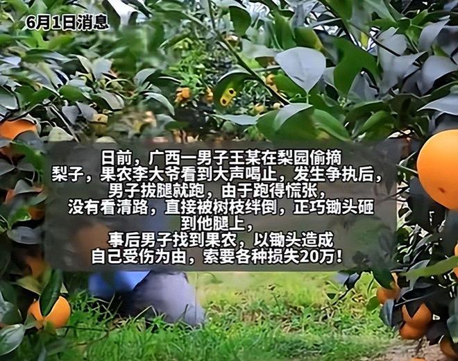 偷梨摔倒后续：法院判赔35万给小偷律师：以后小偷更理直气壮(图3)