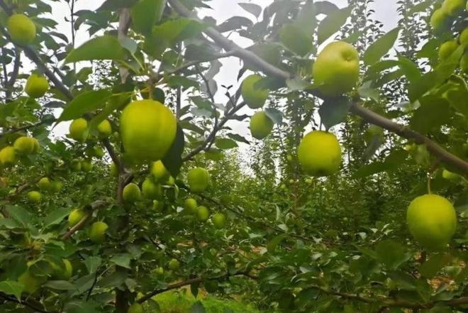 偷梨摔倒后续：法院判赔35万给小偷律师：以后小偷更理直气壮(图2)