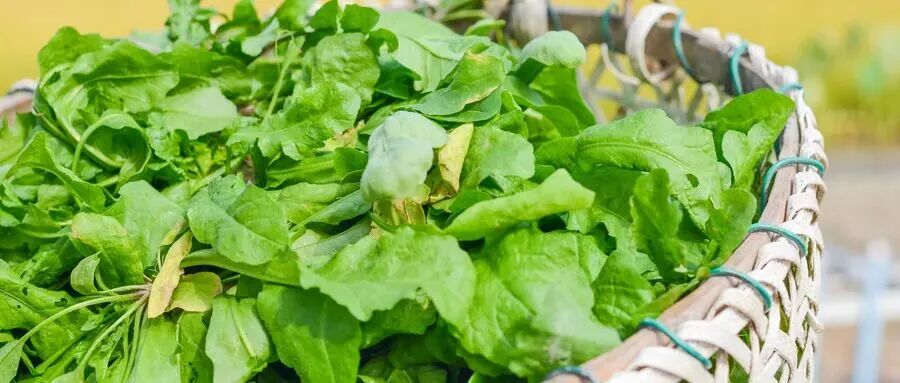 这些爆火的「春日经济」可不只是新“花”样丨南财号热话(图1)